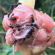 Vulture bees feed on raw chicken in Costa Rica.